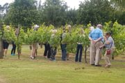 Bay of Islands Tours Winery Tours