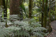 Bay Of Islands Eco Loop Tours